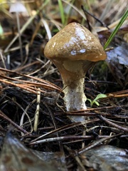 Suillus umbonatus
