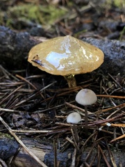 Suillus umbonatus
