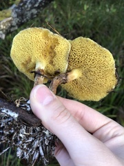 Suillus umbonatus