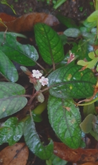 Strobilanthes reptans