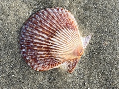 Argopecten ventricosus