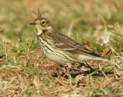 Anthus rubescens japonicus