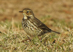 Anthus rubescens japonicus