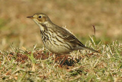 Anthus rubescens japonicus
