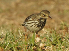 Anthus rubescens japonicus