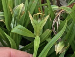 Pterostylis silvicultrix