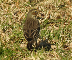 Anthus rubescens japonicus
