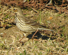 Anthus rubescens japonicus