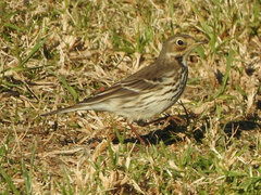 Anthus rubescens japonicus