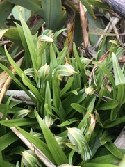 Pterostylis silvicultrix