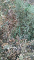 Tetranychus lintearius