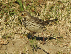 Anthus rubescens japonicus