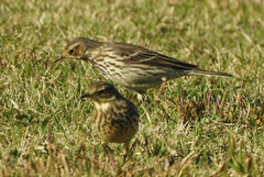 Anthus rubescens japonicus