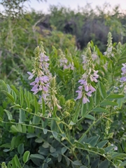 Galega officinalis