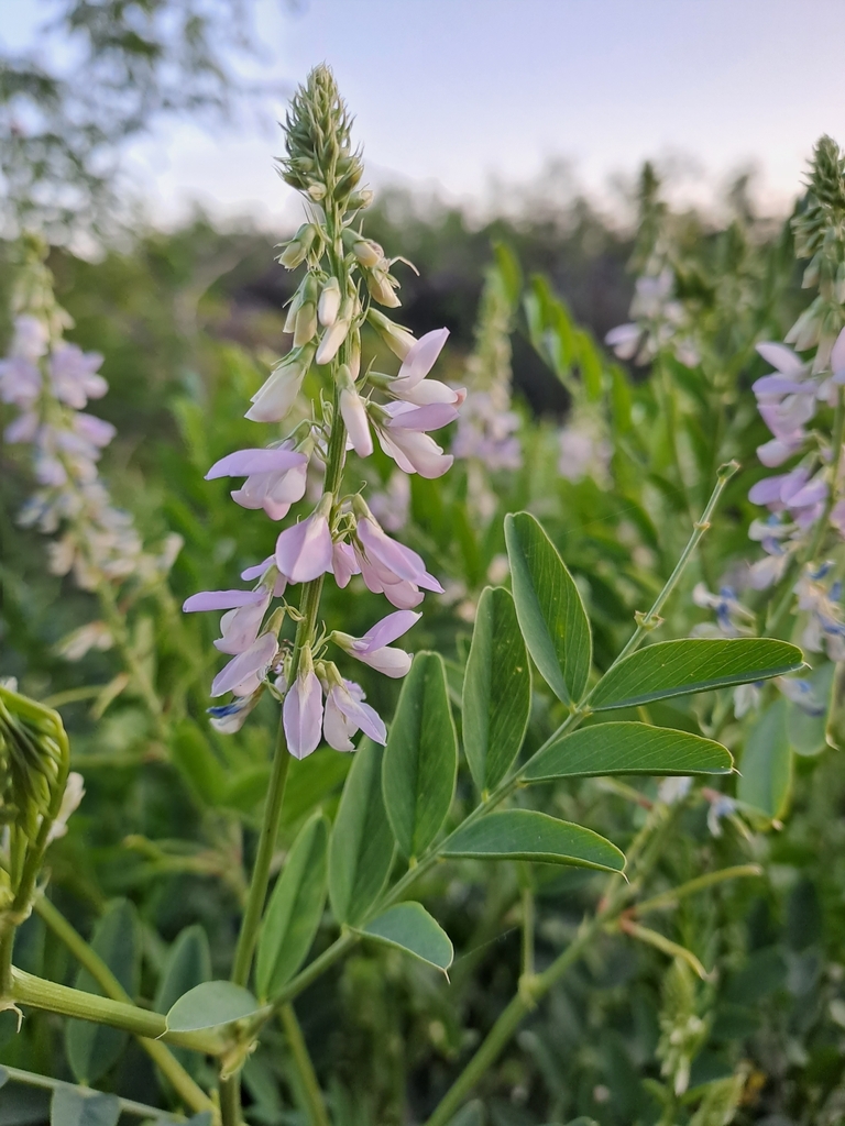 common milkpea