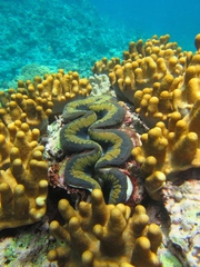 Tridacna
