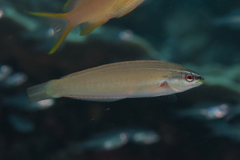 Pseudocoris yamashiroi