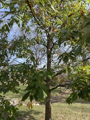 Quercus muehlenbergii