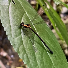 Austroargiolestes chrysoides