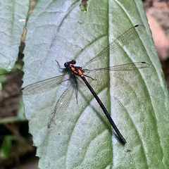 Austroargiolestes chrysoides
