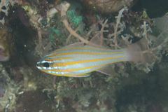 Blue-Lined Cardinalfish photo 4