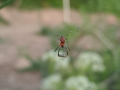 Alpaida veniliae
