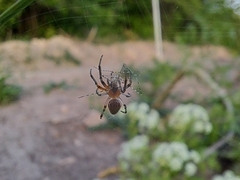 Alpaida veniliae