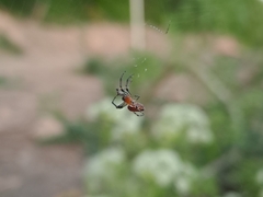 Alpaida veniliae