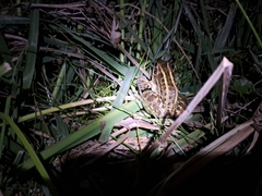 Leptodactylus luctator