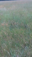 Anthoxanthum odoratum