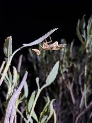 Paramantispa decorata