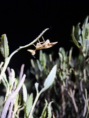 Paramantispa decorata