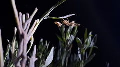 Paramantispa decorata