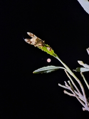 Paramantispa decorata