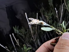 Paramantispa decorata