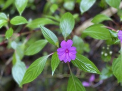 Impatiens platypetala