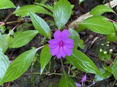 Impatiens platypetala