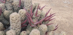 Hoodia
