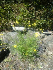 Senecio madagascariensis