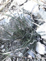 Polygala scoparioides