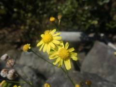Senecio madagascariensis