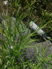 Senecio madagascariensis