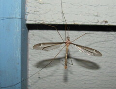 Tipula tricolor