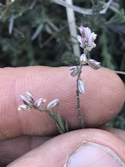 Polygala scoparioides