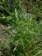 Senecio madagascariensis