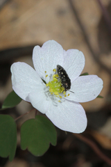 Acmaeodera tubulus
