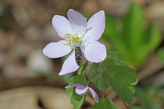 Acmaeodera tubulus