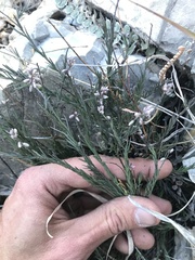 Polygala scoparioides