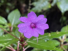 Impatiens platypetala
