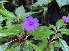 Impatiens platypetala